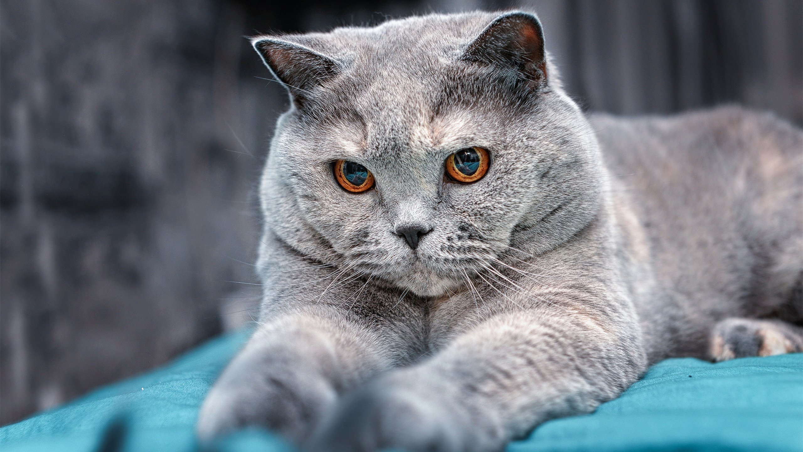 开云体育在线-球场如戏，当76人鏖战魔术，约基奇在更大舞台化身数据神明