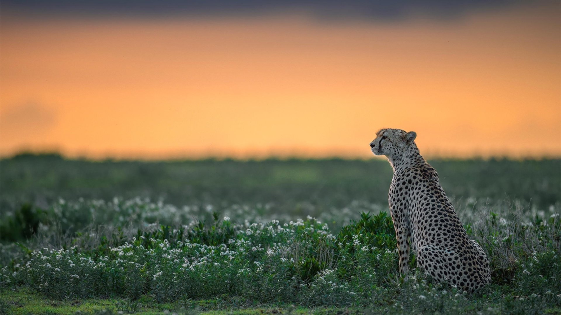 开云体育在线-唯一的关键先生，阿尔瓦雷斯如何用末节风暴为西班牙偷走胜利