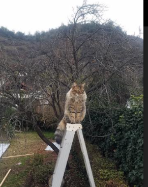 开云体育入口-新王撕裂钢铁洪流,独行侠跨过篮网荆棘