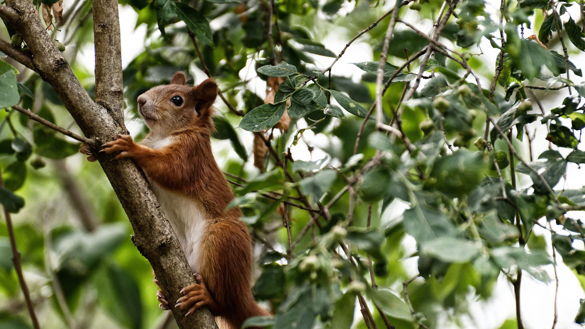 17岁金童闪耀友谊赛!加维全场掌控节奏,佛罗伦萨补时绝杀中国男足