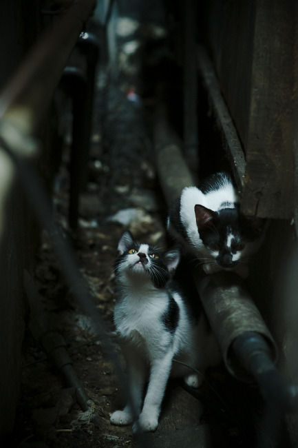 开云体育平台APP-南半球的风暴，当澳大利亚铁骑踏碎巴萨王朝，劳塔罗证明大舞台才是他的王国