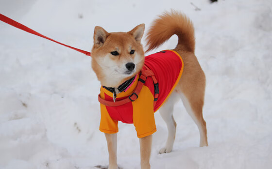 唯一性,永恒0.1秒,戈贝尔与不属于他的荣耀