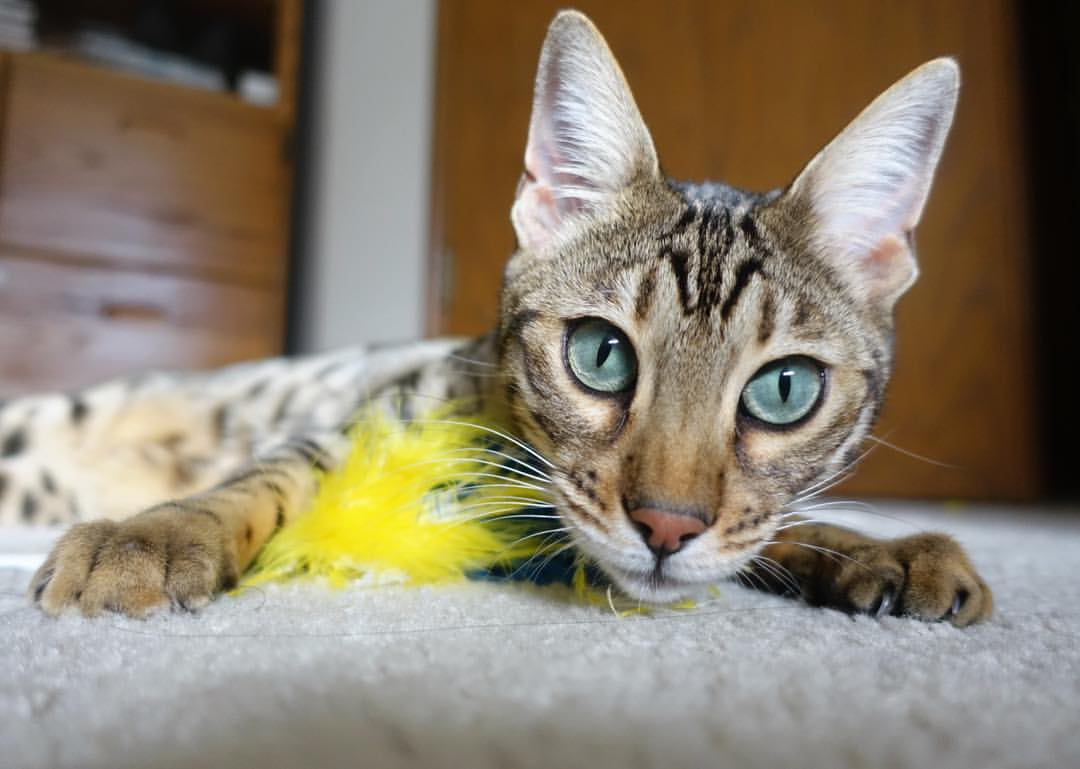 开云下载-权杖易主？东瀛铁闸熄灭蓝桥火焰，佛罗伦萨的欧冠复兴宣言