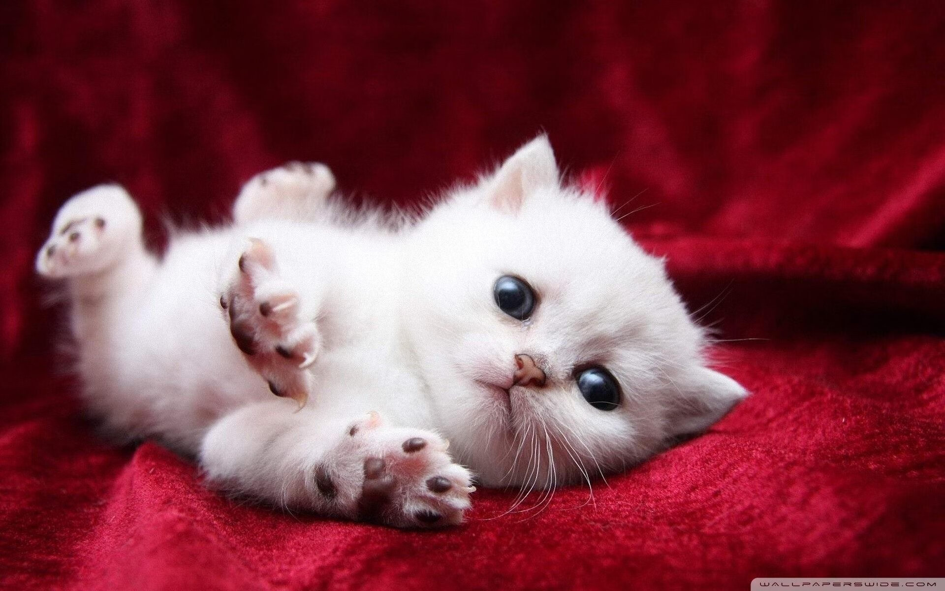 一剑封喉,争冠之夜阿克的绝命封喉