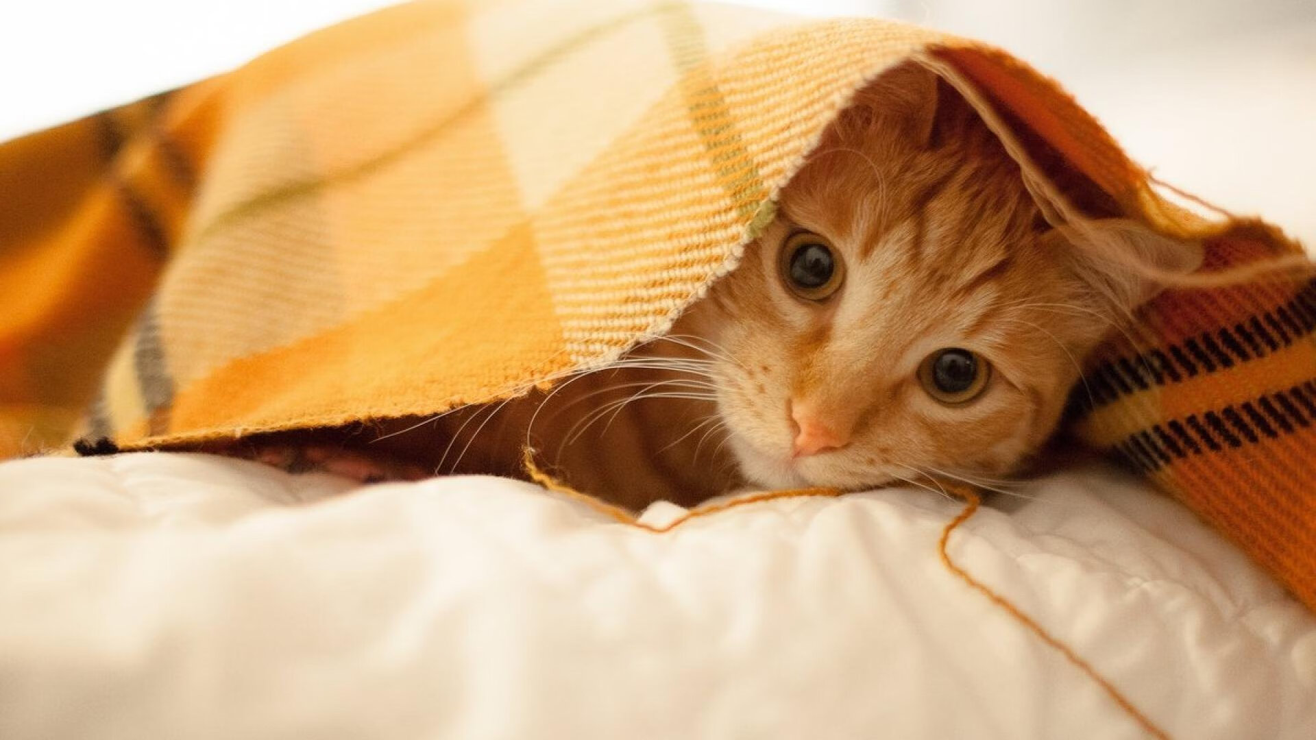 赛道上的狂胜，F1揭幕战焦点战如塞维利亚般征服伊朗