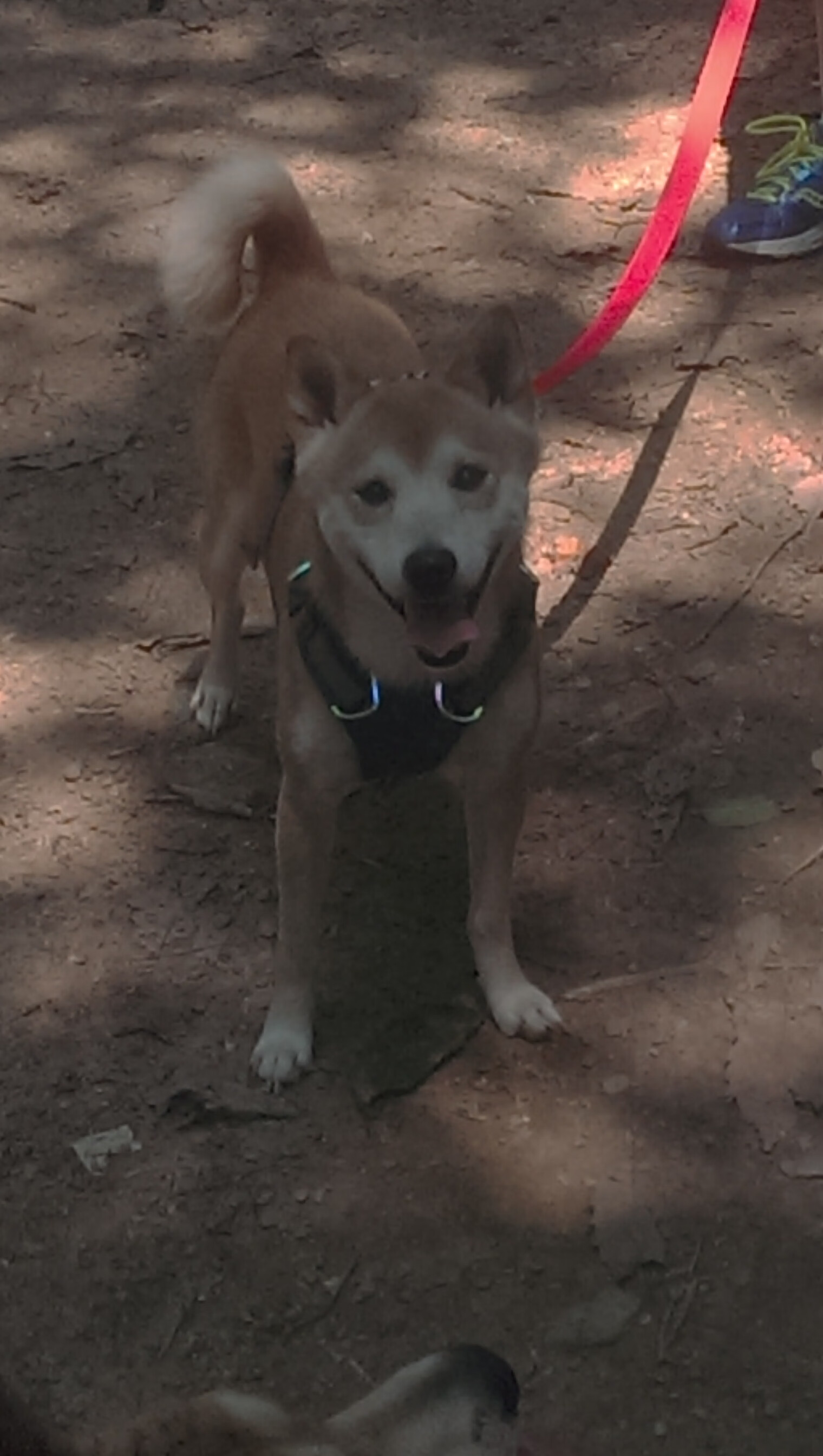 开云体育入口-跨界烽烟，詹姆斯爆发，雄鹿关键战突围新疆队