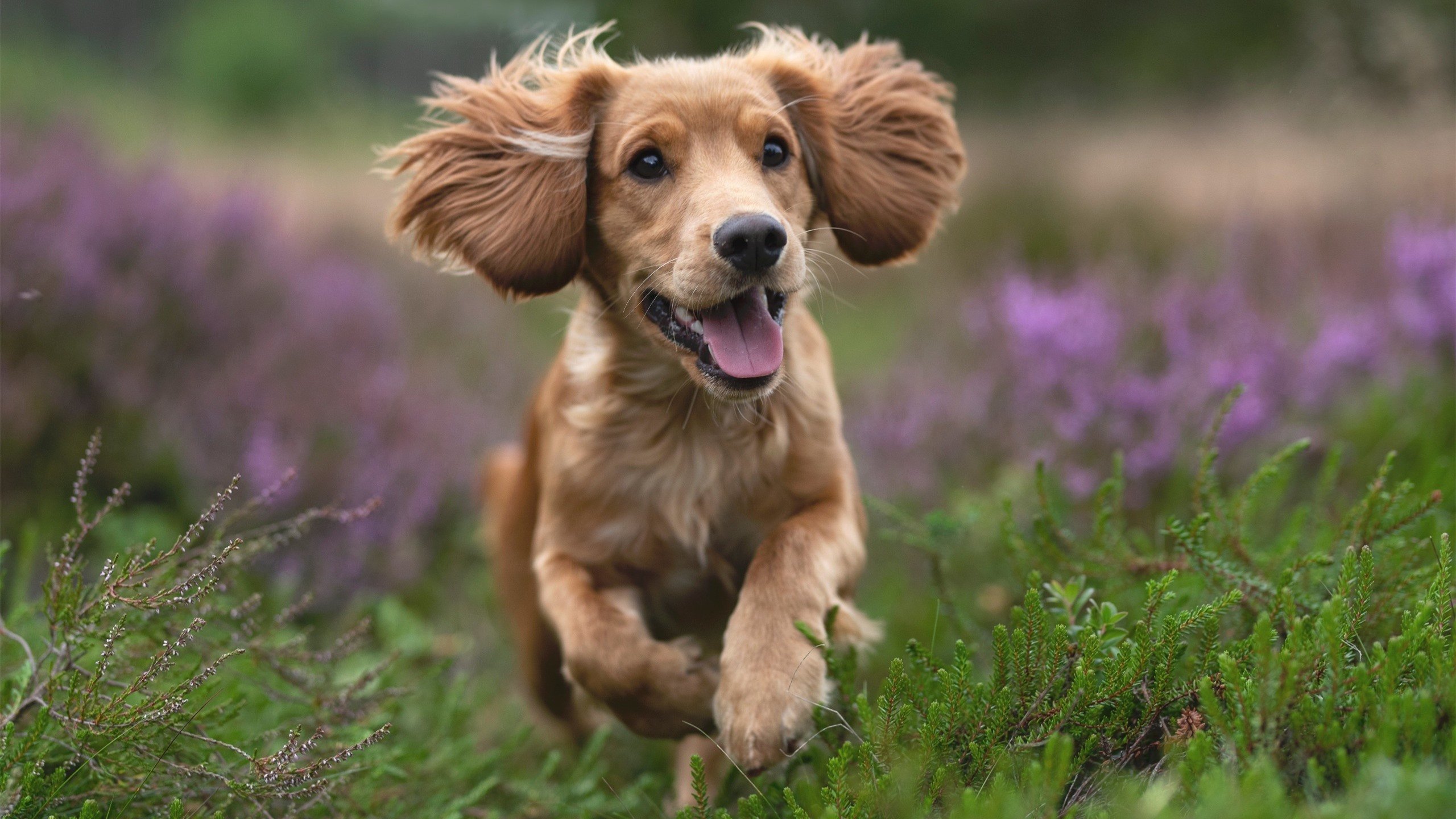 蓝与红,当埃及巫师与德意志刺客一同奏响欧冠的杀戮之音