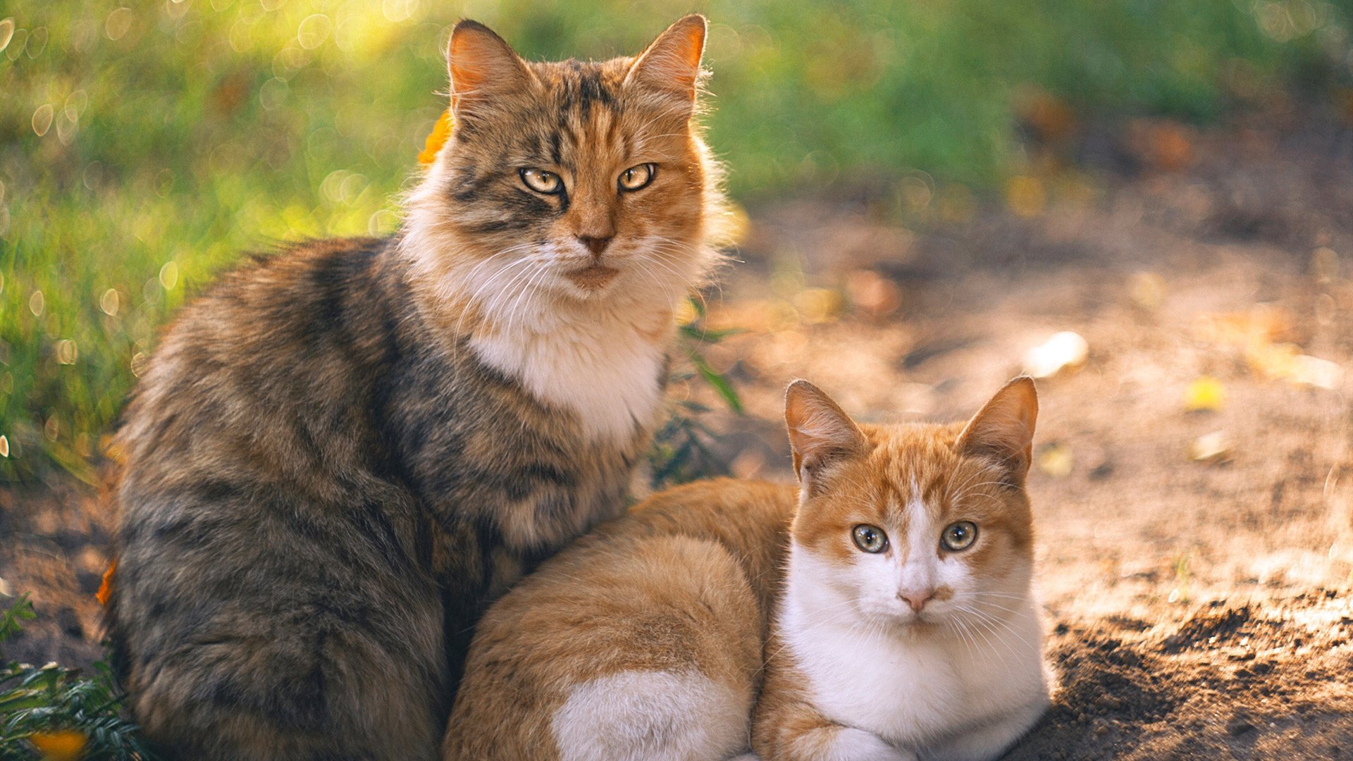 米切尔风暴眼，密尔沃基雄鹿一波流席卷纽约