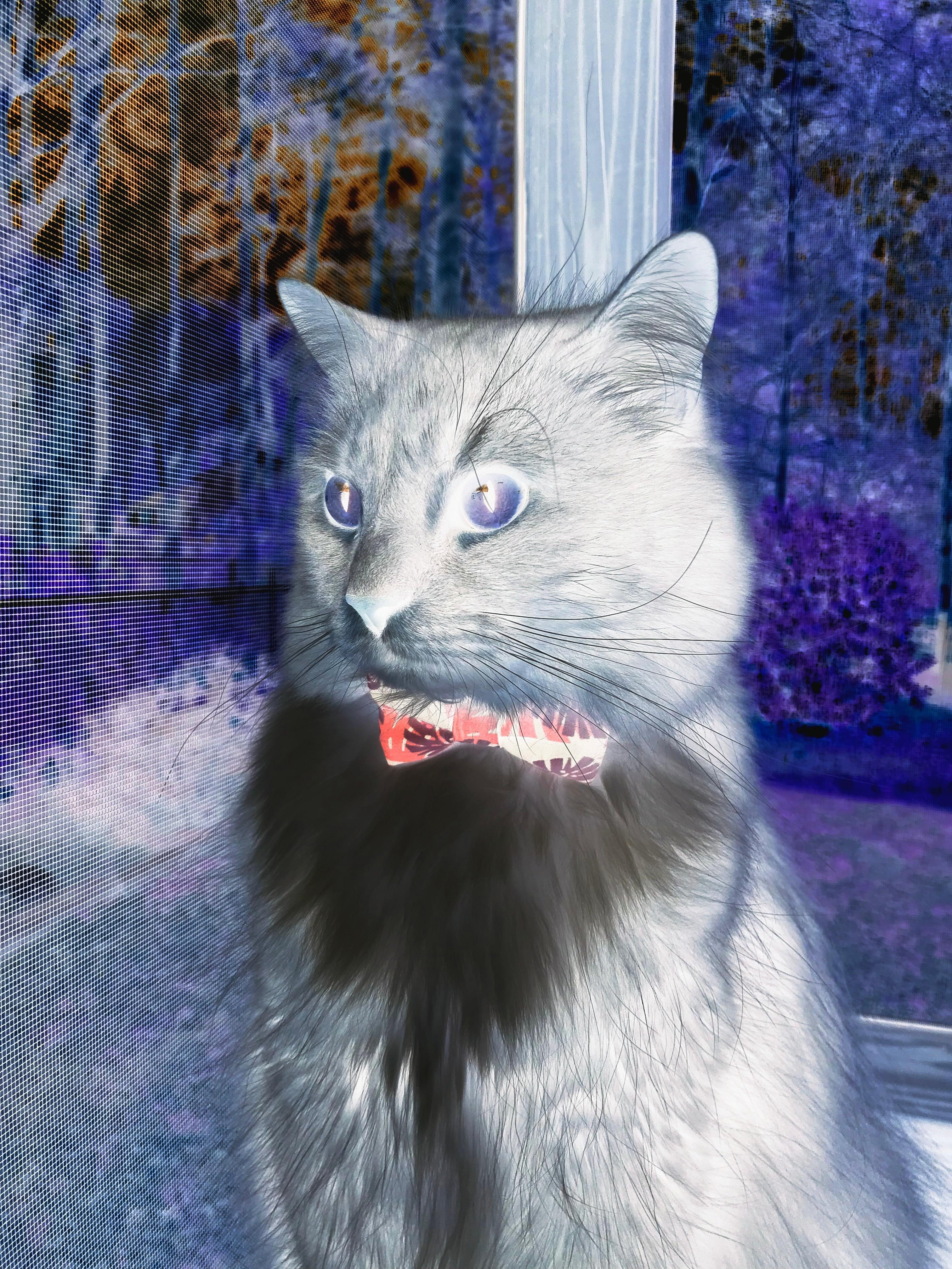 一瞬定义传奇，戈麦斯在国家德比之夜的绝杀与永恒