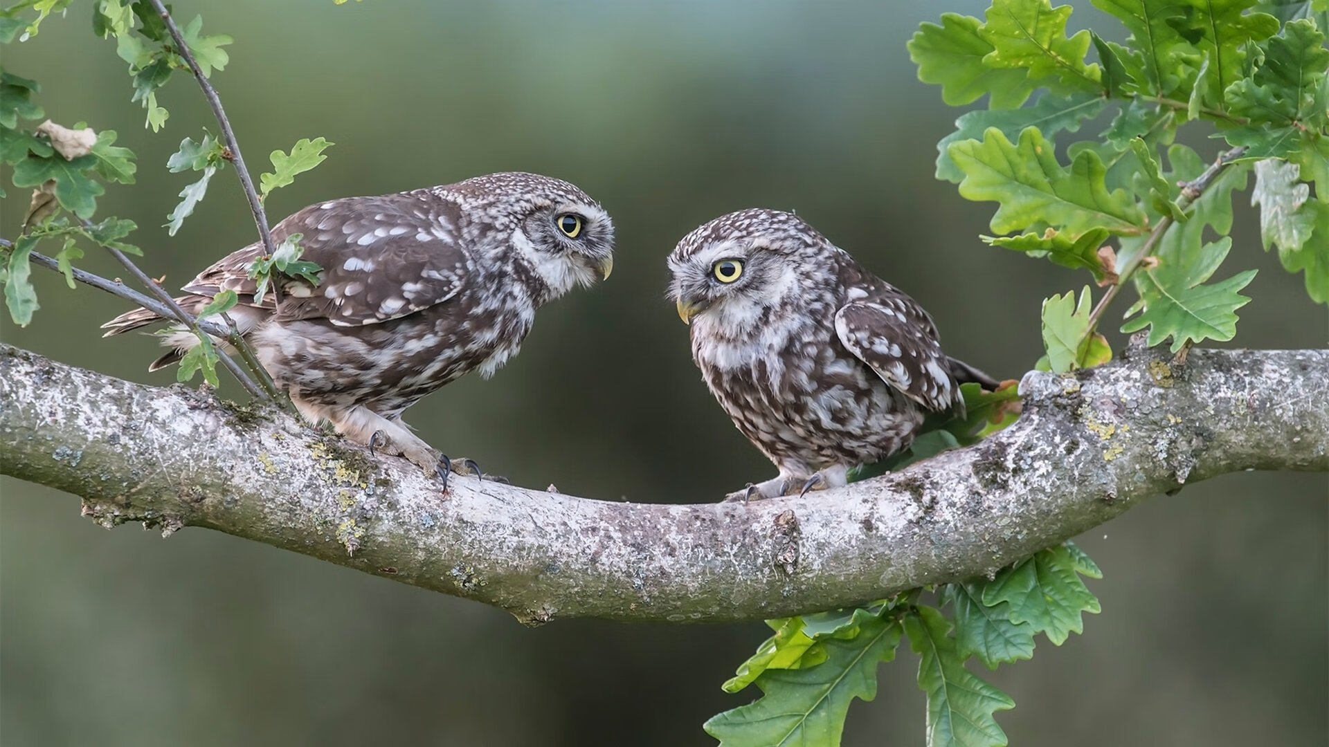 钢铁与烈焰的独白，哥伦比亚如何用绝对防守粉碎波兰，努涅斯以狂野数据定义足坛孤本