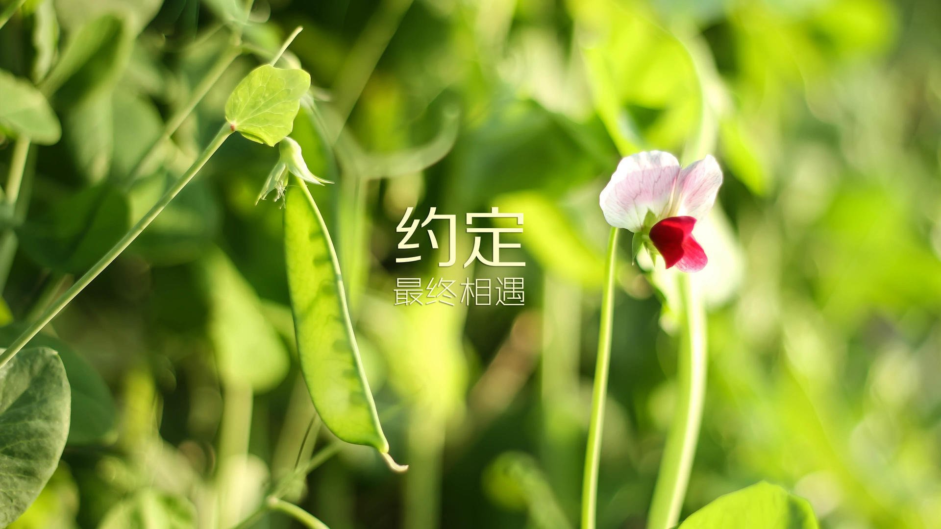 开云体育app-冰与火的绝唱，2026世界杯D组焦点战，费利克斯以冰岛之名完胜美国