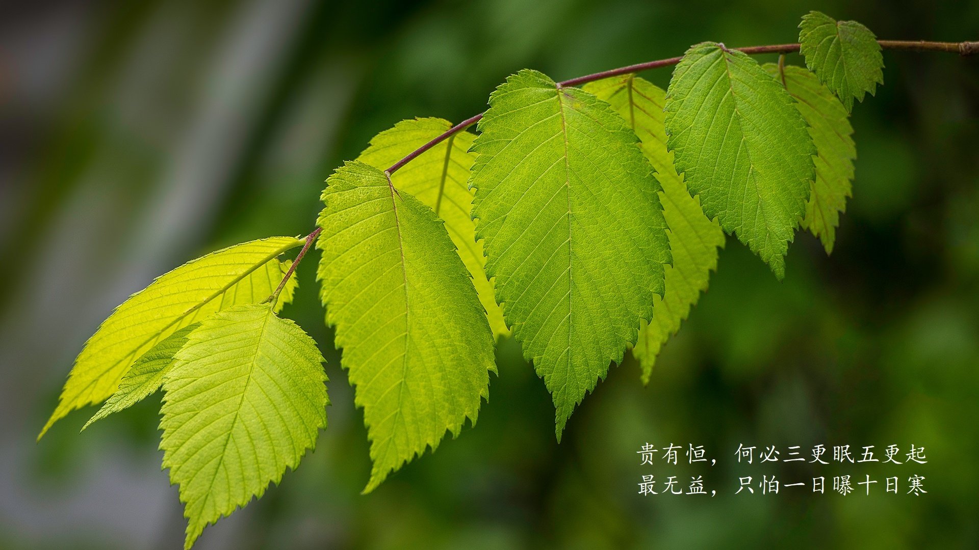 当安第斯雄鹰撕裂太极虎，2026世界杯H组秘鲁爆冷之夜，B费以隐形领袖定义唯一性