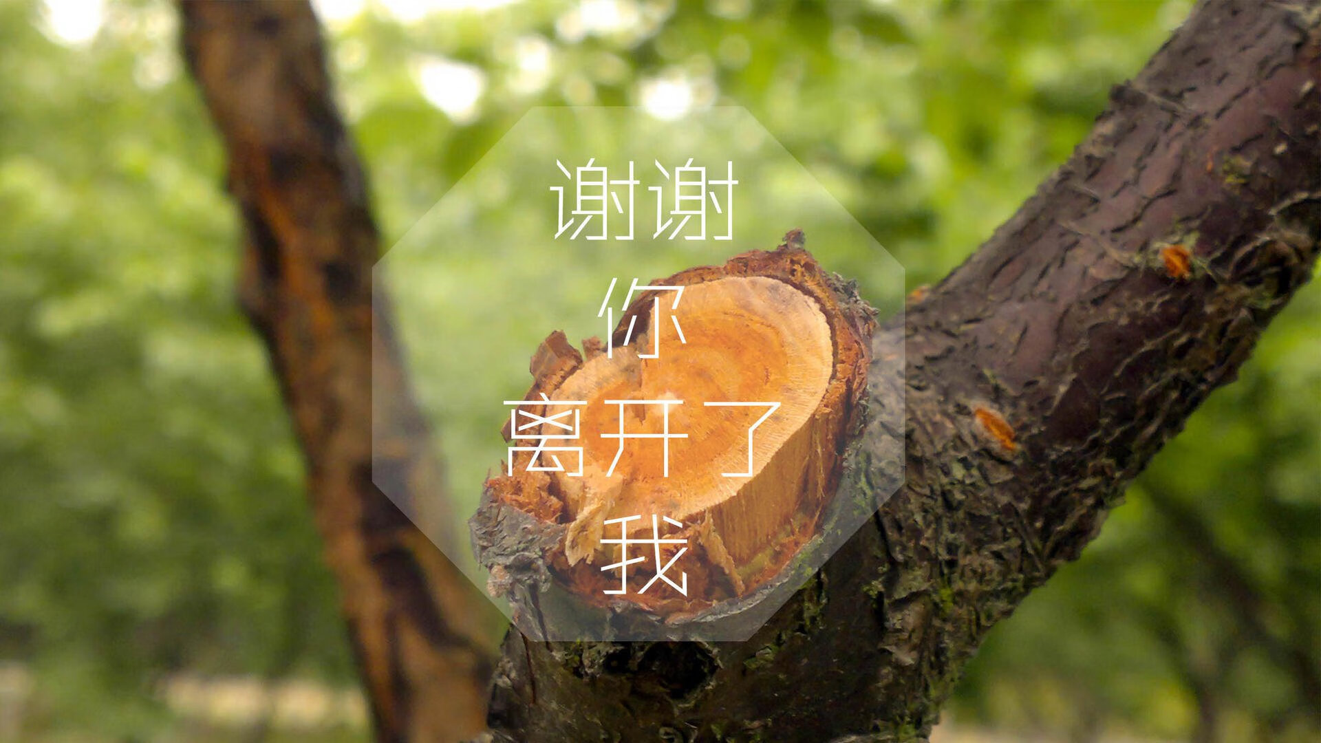 南美铁幕的裂痕，当塞尔维亚的钢铁洪流碾过桑巴王国，加维在2026之夏封神