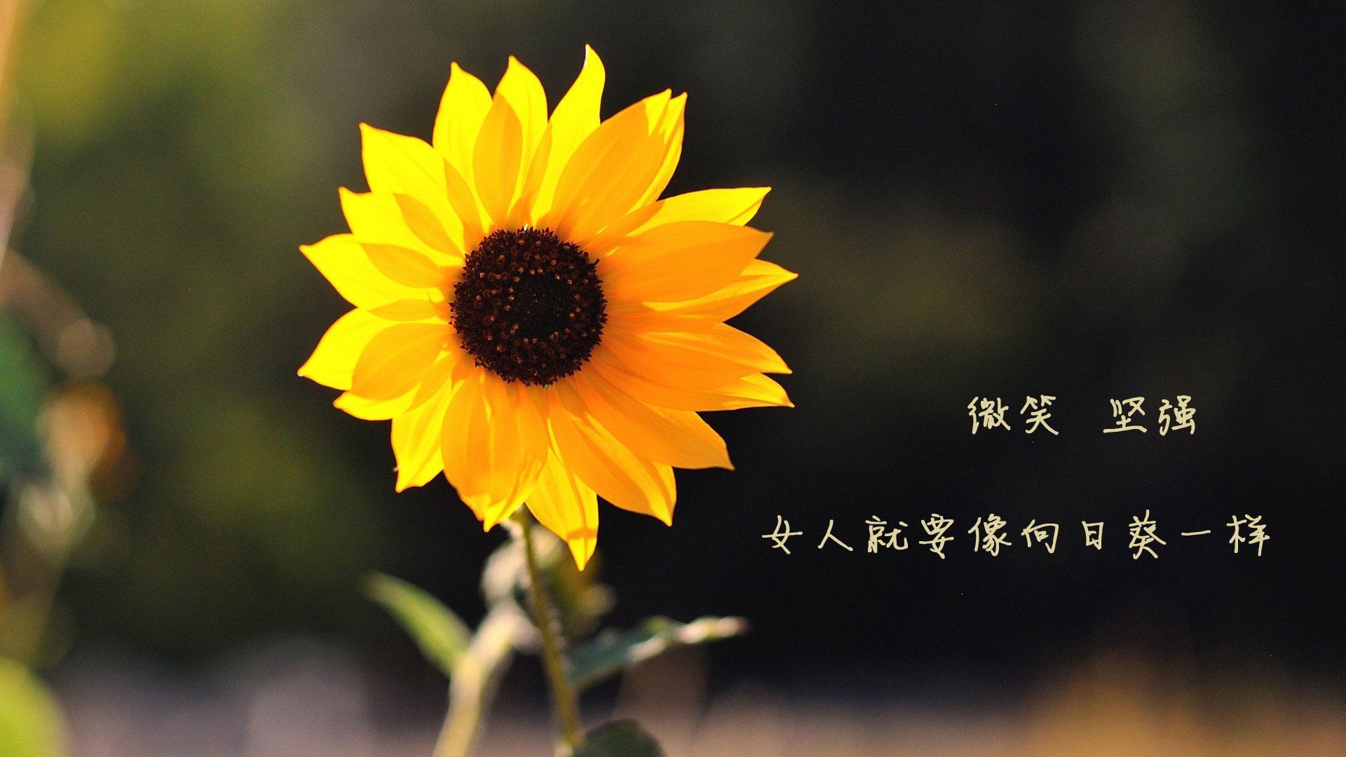 开云体育APP下载-节奏之王，努涅斯在2026世界杯关键战中掌控全局，摩洛哥完美压制冰岛
